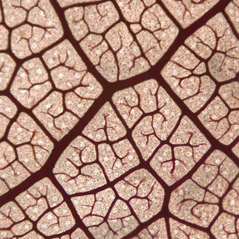 Leaf veins of Ampelocera ruizii